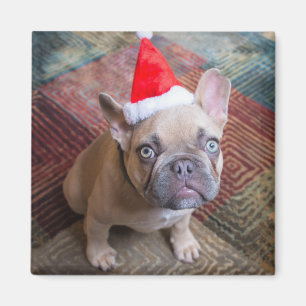 Imán Animales de bebé más afectados   Navidades de Bull