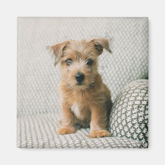 Imán Animales de bebé más afectados | Norfolk Terrier P (Frente)