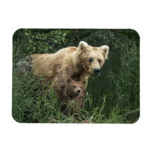 Imán Animales de bebé más afectados Oso Mamá Oso Y Su