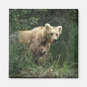 Imán Animales de bebé más afectados Oso Mamá Oso Y Su