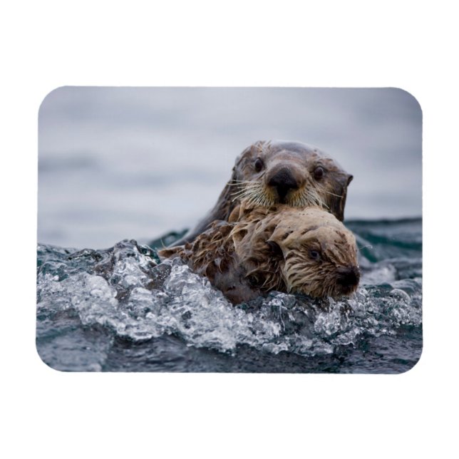 Imán Animales de bebé más afectados | Otter Baby & Moth (Horizontal)