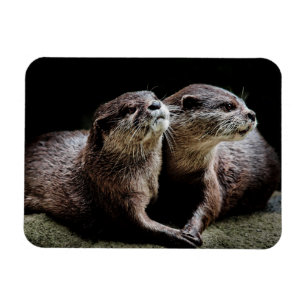 Imán Animales de bebé más afectados   Otters Manteniend