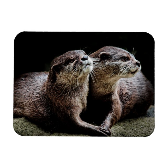 Imán Animales de bebé más afectados | Otters Manteniend (Horizontal)