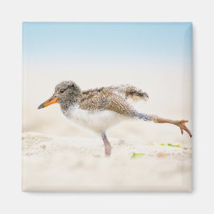 Imán Animales de bebé más afectados   Oystercatcher Chi