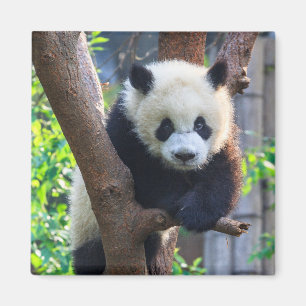 Imán Animales de bebé más afectados   Panda Cub gigante