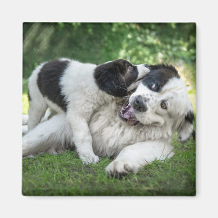 Imán Animales de bebé más afectados   Papúa silvestre