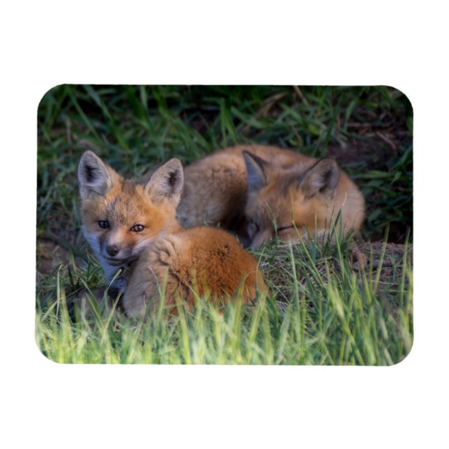 Imán Animales de bebé más afectados | Pareja de hermano (Horizontal)