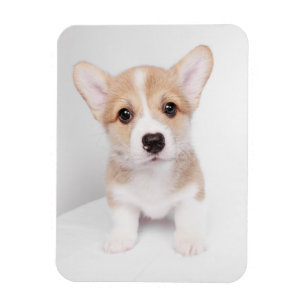 Imán Animales de bebé más afectados Pequeño Corgi