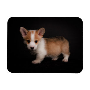 Imán Animales de bebé más afectados Pequeño Corgi