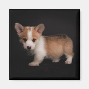 Imán Animales de bebé más afectados Pequeño Corgi