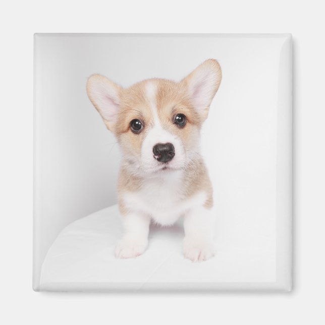 Imán Animales de bebé más afectados | Pequeño Corgi (Frente)
