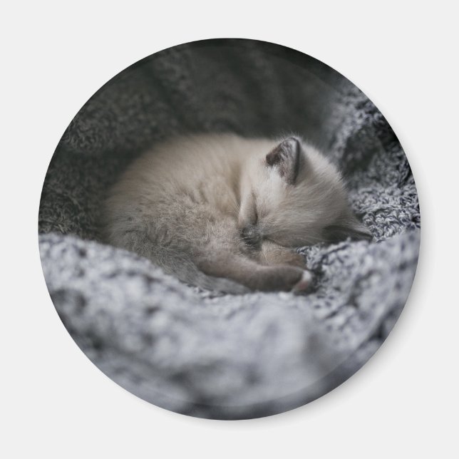 Imán Animales de bebé más afectados | Pequeño Gatito Do (Frente)