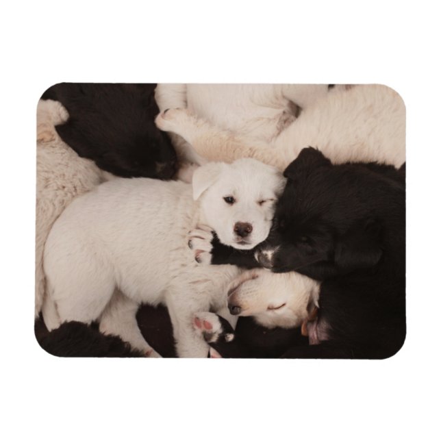 Imán Animales de bebé más afectados | Pila de cachorros (Horizontal)