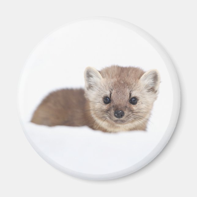 Imán Animales de bebé más afectados | Pine Marten (Frente)