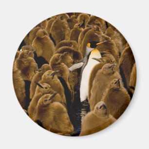 Imán Animales de bebé más afectados   Pingüino Entre Jó