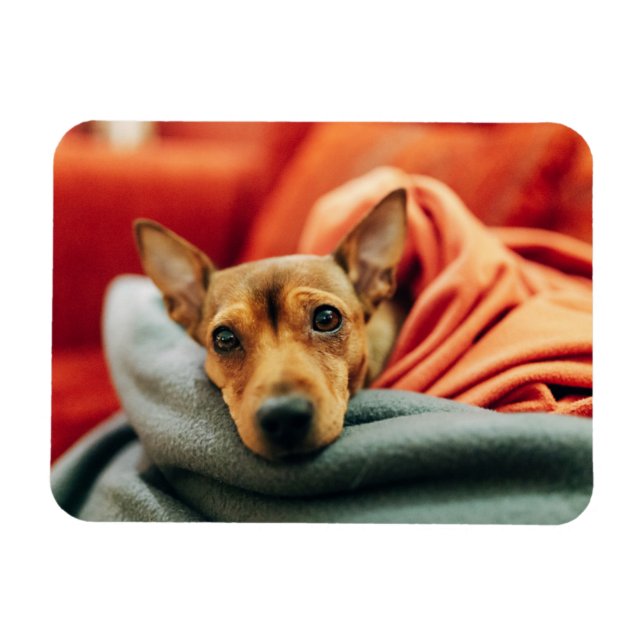 Imán Animales de bebé más afectados | Pinscher en minia (Horizontal)