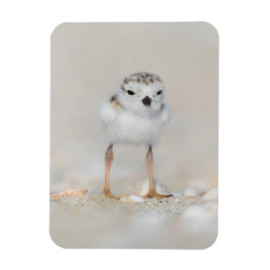 Imán Animales de bebé más afectados Piping Plover Chi
