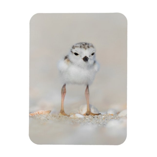 Imán Animales de bebé más afectados | Piping Plover Chi (Vertical)
