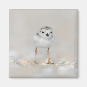 Imán Animales de bebé más afectados   Piping Plover Chi