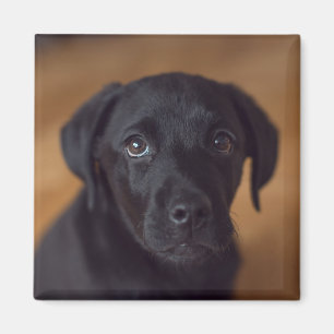 Imán Animales de bebé más afectados   Puppy de Labrador
