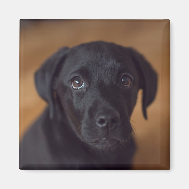 Imán Animales de bebé más afectados | Puppy de Labrador (Frente)