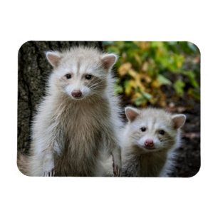 Imán Animales de bebé más afectados Racconones jóvene