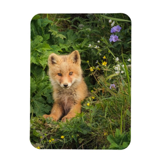 Imán Animales de bebé más afectados | Red Fox en Umnak  (Vertical)