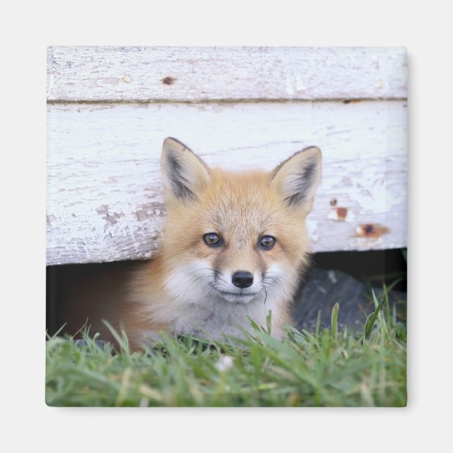 Imán Animales de bebé más afectados | Red Fox Kit Peeki (Frente)