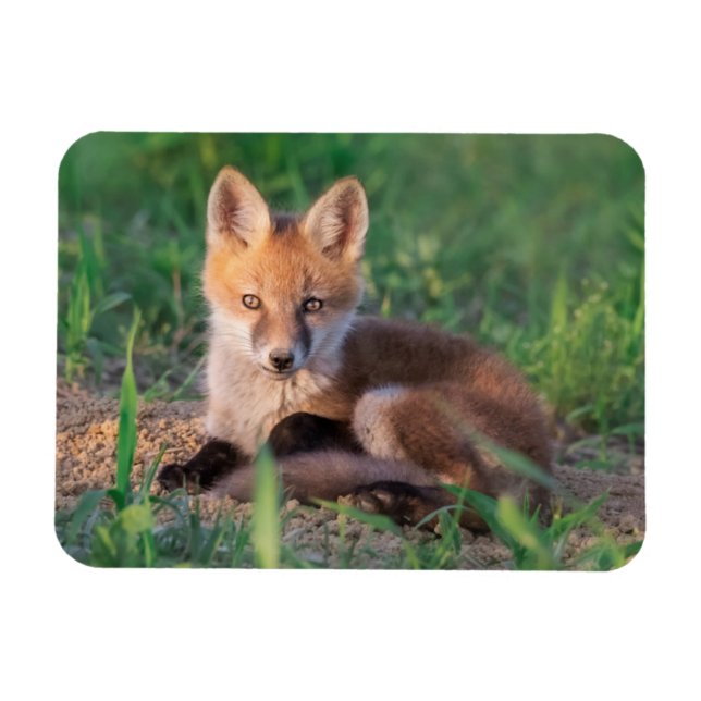 Imán Animales de bebé más afectados | Red Fox Kit Relax (Horizontal)