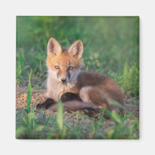 Imán Animales de bebé más afectados Red Fox Kit Relax