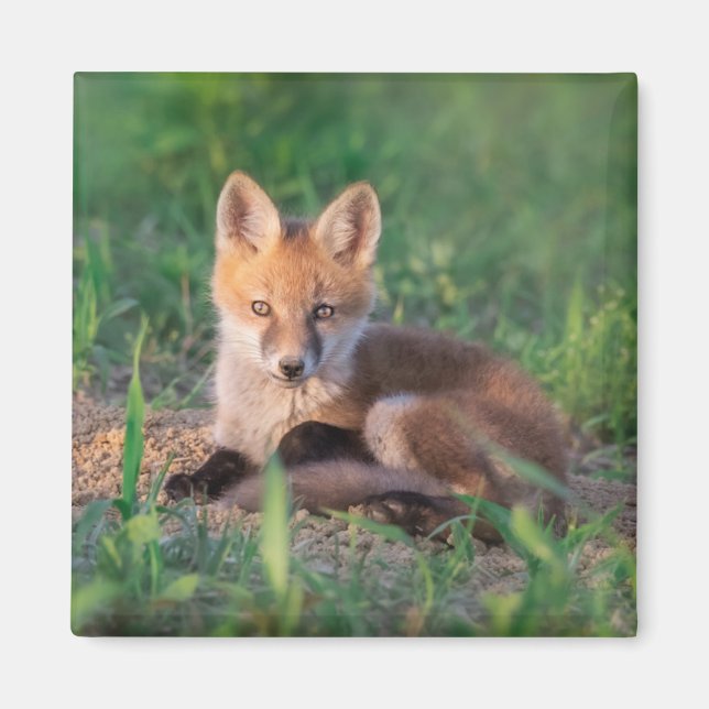 Imán Animales de bebé más afectados | Red Fox Kit Relax (Frente)