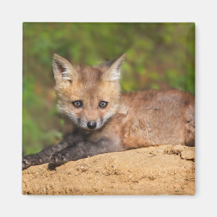 Imán Animales de bebé más afectados Red Fox Pup