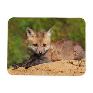 Imán Animales de bebé más afectados Red Fox Pup