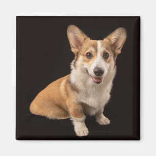 Imán Animales de bebé más afectados Retrato de Corgi