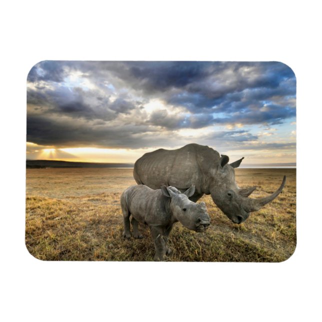 Imán Animales de bebé más afectados | Rinoceronte blanc (Horizontal)