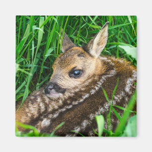 Imán Animales de bebé más afectados   Roe Deer Baby