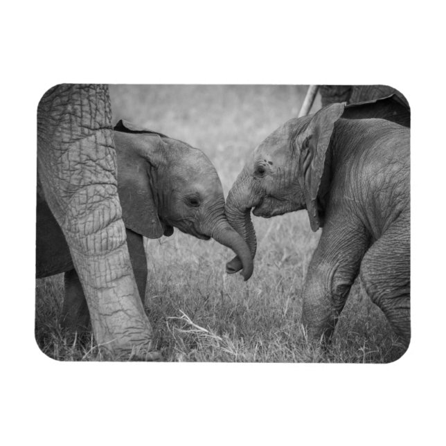 Imán Animales de bebé más afectados | Saludo de los beb (Horizontal)