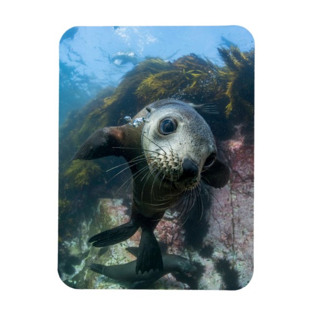 Imán Animales de bebé más afectados | Sello subacuático (Vertical)