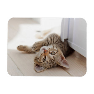 Imán Animales de bebé más afectados Shorthair Tabby K