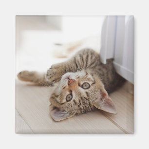 Imán Animales de bebé más afectados   Shorthair Tabby K