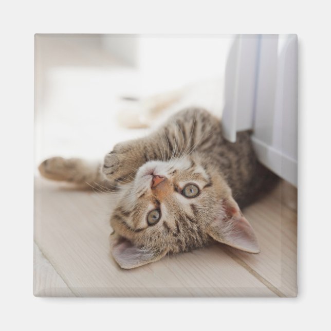 Imán Animales de bebé más afectados | Shorthair Tabby K (Frente)