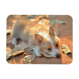 Imán Animales de bebé más afectados Shy Corgi