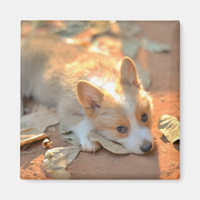 Imán Animales de bebé más afectados | Shy Corgi (Frente)