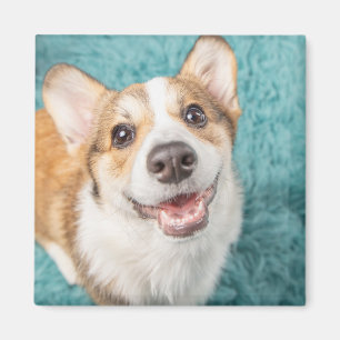 Imán Animales de bebé más afectados Sonrisa de cachor