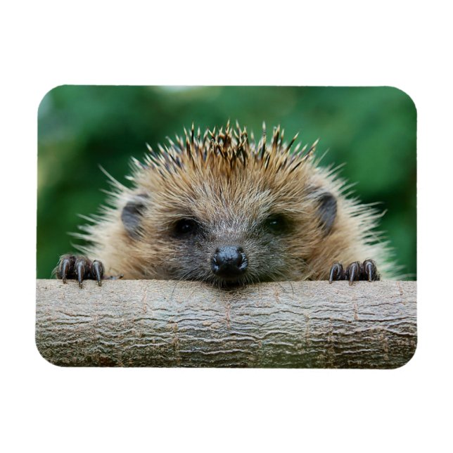 Imán Animales de bebé más afectados | Sonrisa de edgeho (Horizontal)