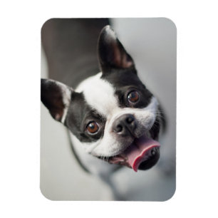 Imán Animales de bebé más afectados Sonrisa en el Bul