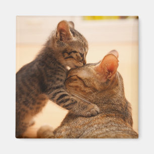 Imán Animales de bebé más afectados Tabby Kitten Kiss