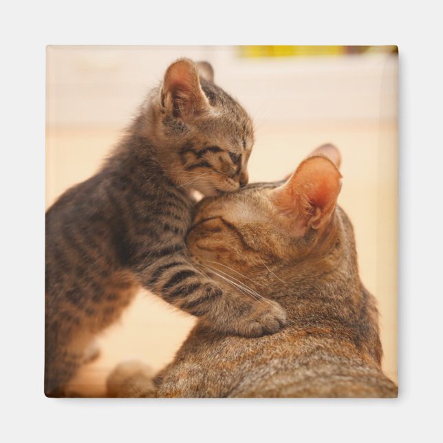 Imán Animales de bebé más afectados | Tabby Kitten Kiss (Frente)