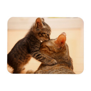 Imán Animales de bebé más afectados Tabby Kitten Kiss