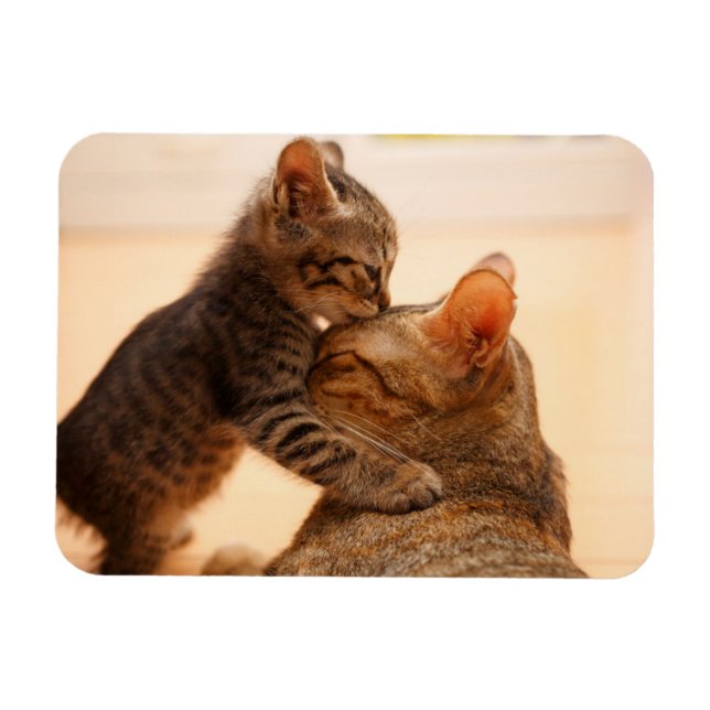 Imán Animales de bebé más afectados | Tabby Kitten Kiss (Horizontal)